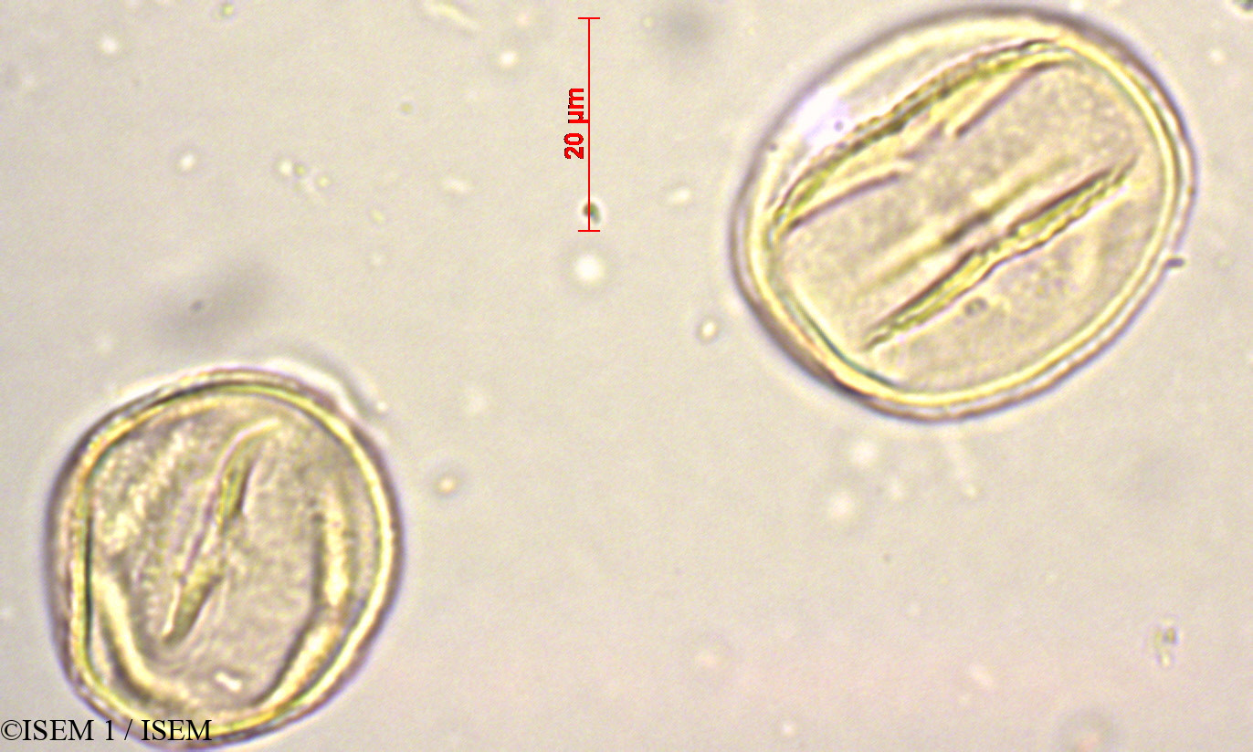 ISEM 1/Carica_papaya_19779/Carica_papaya_19779_0003(copy).jpg